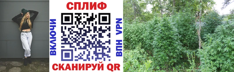 Конопля AK-47  наркота  Терек 